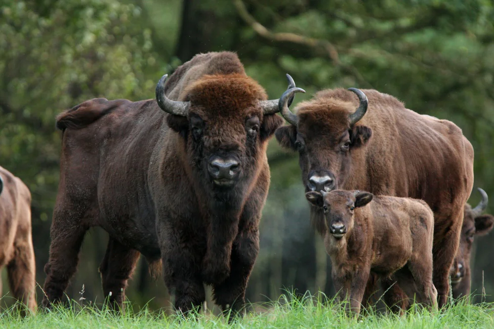 Кавказский зубр