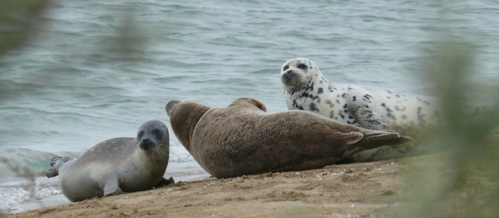 В Каспийском море создадут трансграничную ООПТ