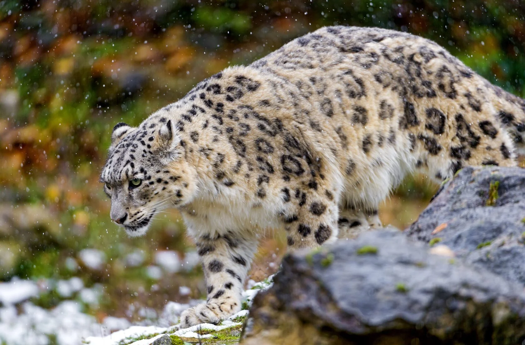 Снежный барс